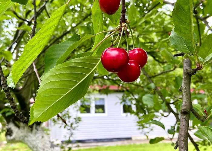 Holiday home Dziki Sad *